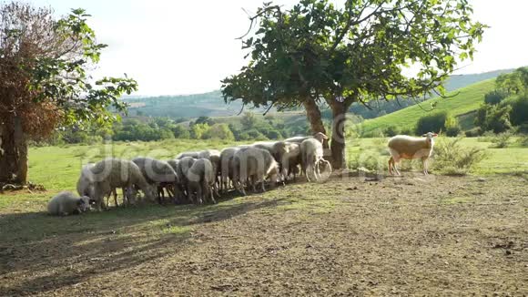意大利托斯卡纳的乡村景观视频的预览图