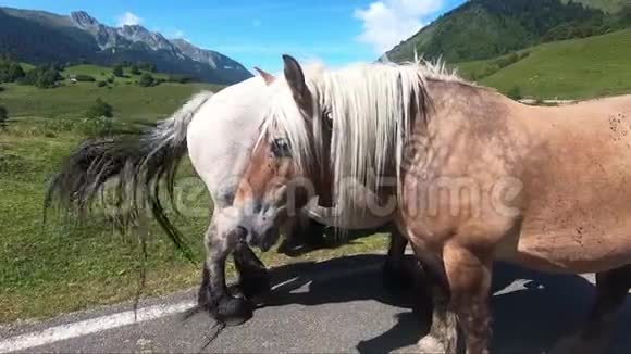 在法国比利牛斯山脉的贝努高原放牧的马视频的预览图
