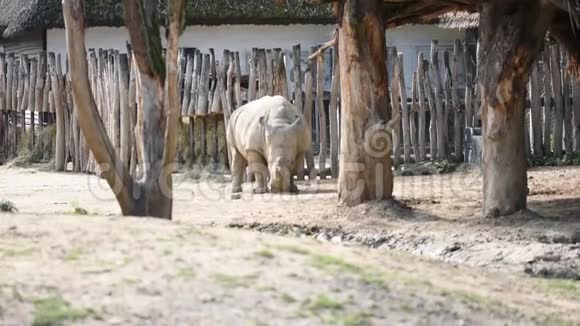 犀牛拉丁名在地上小便生活在肯尼亚的非洲动物大角视频的预览图