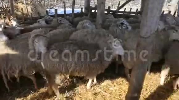 农场里健康的环保羔羊看镜头生态平衡的农业手段视频的预览图