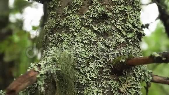 常绿针叶松林苔藓树枝美丽的西伯利亚原始森林视频的预览图