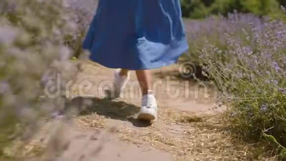 女性的腿穿过薰衣草的田野视频的预览图