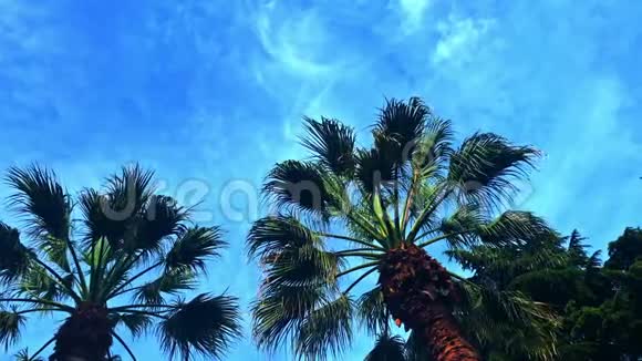 椰子树的枝条在蓝天背景下随风摆动热带度假胜地的概念视频的预览图