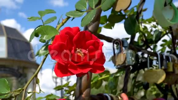 特写镜头美丽的红玫瑰在阳光明媚的一天迎风蓝天摆动底部视图4k25fps视频的预览图