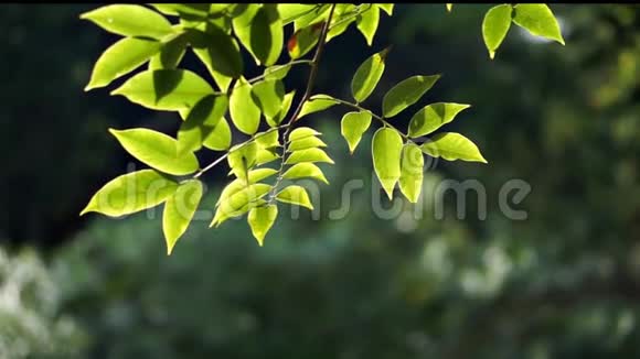 绿叶从树枝上随风移动有只小蝴蝶栖息在树叶上视频的预览图