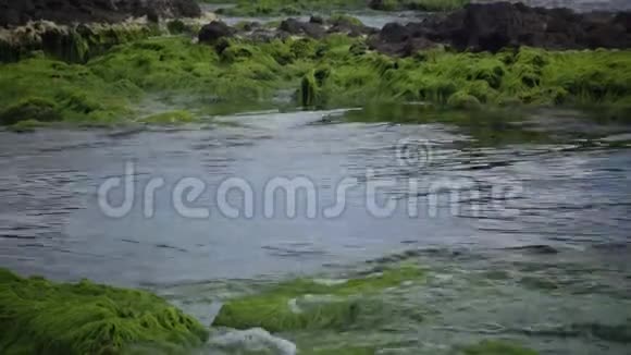 保加利亚沿海地区石头和岩石上的绿藻视频的预览图