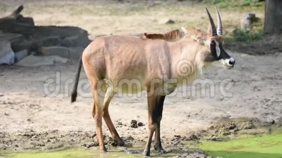 羚羊拉丁名希波特拉格斯赤道附近的绿色湖泊近距离观看非洲野生动物生活在野生动物视频的预览图