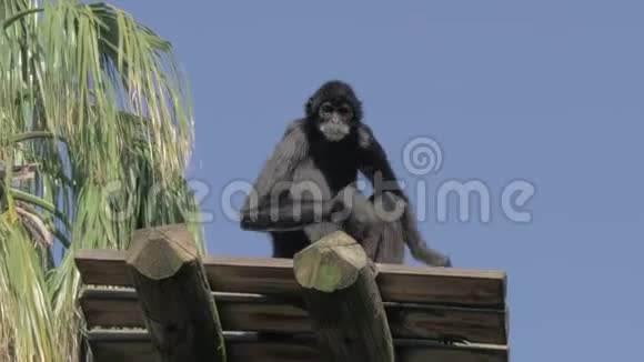 葡萄牙里斯本动物园黑蜘蛛猴子静静地坐在木甲板上视频的预览图