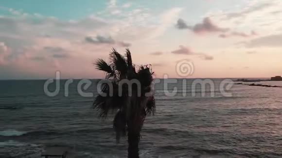 日落时的棕榈树和海洋的无人视野背景上棕榈树的近景视频的预览图