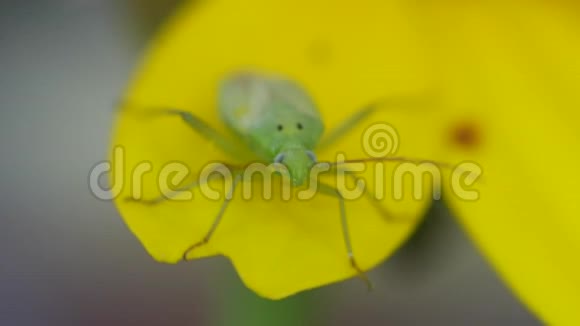 黄色花瓣上的绿甲虫视频的预览图