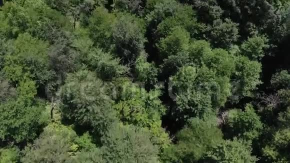 镜头从树梢上升到地平线和山顶4K空中视频雨林景观视频的预览图