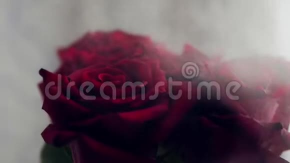烟雾蒸汽中的红玫瑰特写镜头视频的预览图