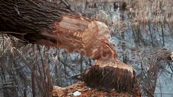 被海狸切割的树树被啃掉了春天海狸在河里筑坝视频的预览图