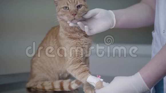 医生双手合拢用橡胶手套检查坐在手术台上的姜猫动物有视频的预览图