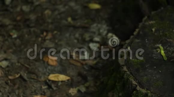 这匹马下颚骨躺在森林里的一个树桩上生态灾害的概念异教徒仪式的概念视频的预览图