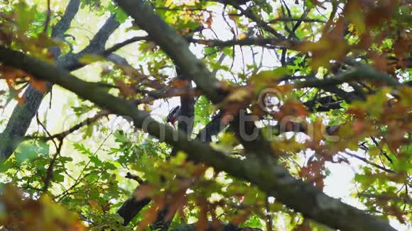 啄木鸟坐在树上视频的预览图