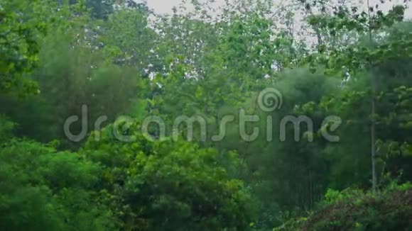 泰国森林里的雨和风视频的预览图