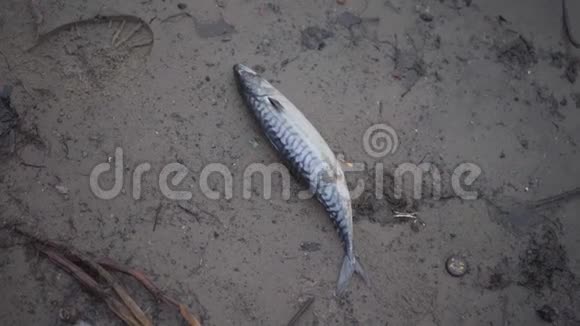 捕食性鱼类Scomber在捕鱼或暴风雨后躺在沙滩上特写镜头视频的预览图