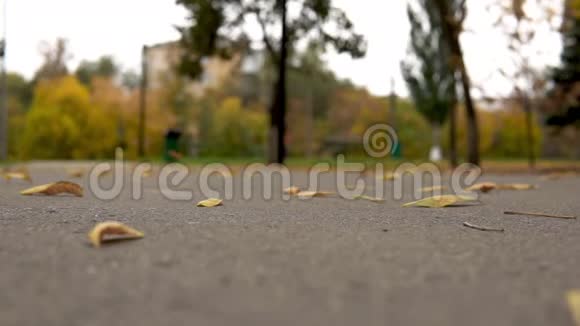 风从公园里的沥青中升起秋黄的叶子视频的预览图