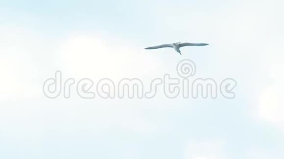 海鸥在多云的天空中飞翔视频的预览图