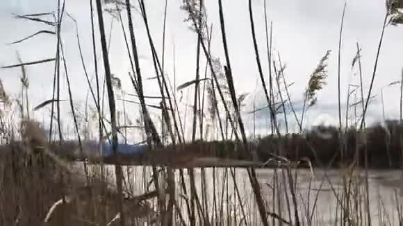微风吹拂着科罗拉多河的植被视频的预览图