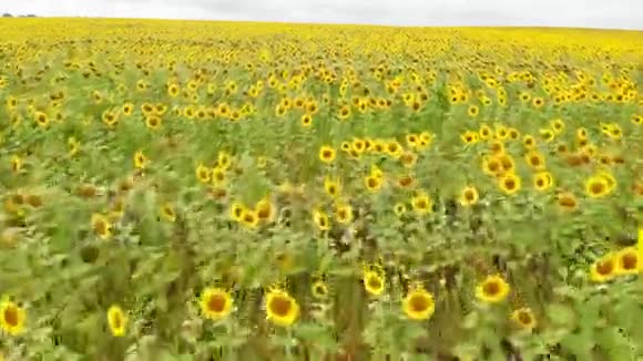 一片明亮的田野一排排成熟的向日葵从无人机射出空中视频的预览图
