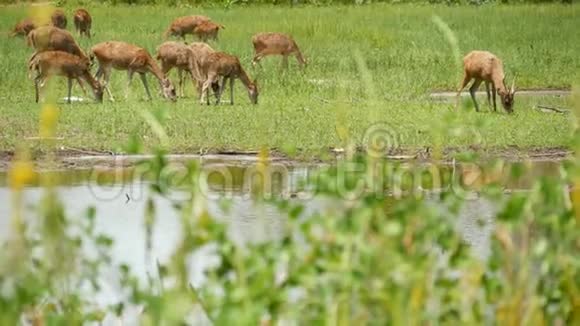幼壮婀娜多姿的鹿绿油油的牧场上长满了绿油油的青草春天的草地上有可爱的动物畜牧领域视频的预览图