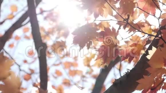 阳光照在公园的枫树上视频的预览图