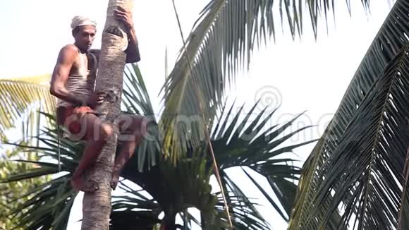 工人站在支架上用砍刀砍棕榈树顶视频的预览图