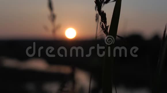 高高的小草在风中缓慢地拍打着夕阳视频的预览图