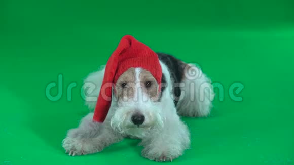 狐狸猎犬戴着新年帽子绿色屏幕视频的预览图