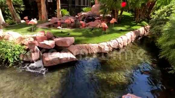花园里的粉红色火烈鸟视频的预览图