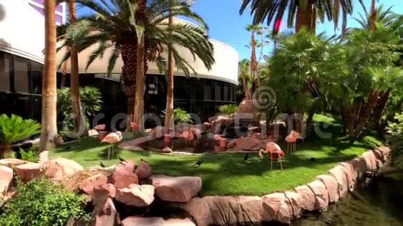 花园里的粉红色火烈鸟视频的预览图