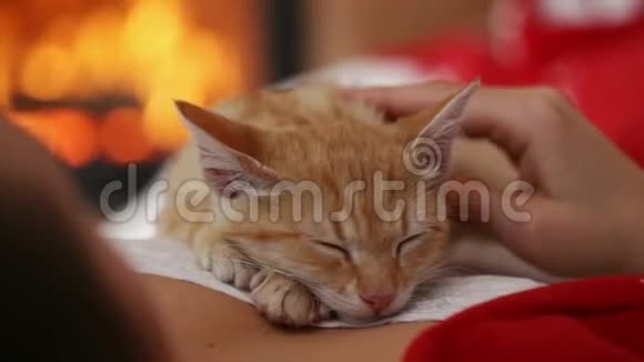 圣诞时橙色的小猫躺在女人的胸前睡觉视频的预览图