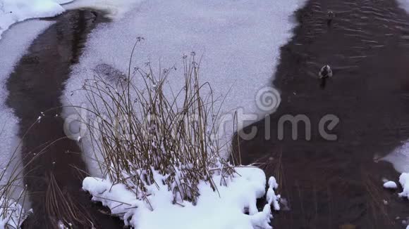鸭子在结冰的河上游泳视频的预览图