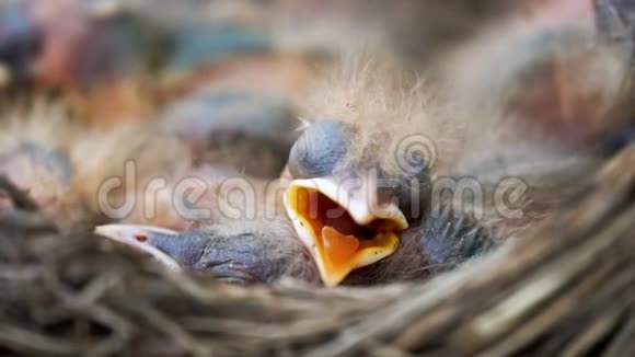 新生的画眉雏鸟正睡在巢里视频的预览图