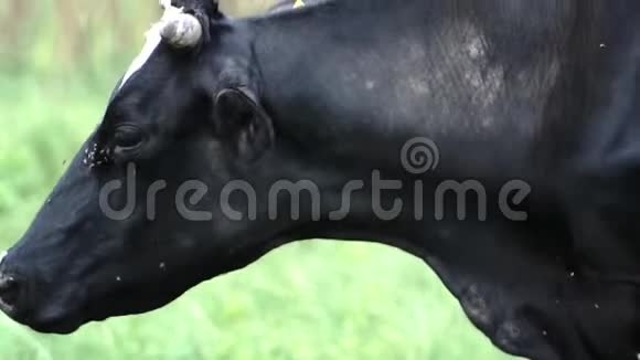 在炎热的夏天牛扑扑的耳朵飞走了视频的预览图