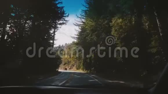 美丽的车内景色在加州大南部阳光明媚的夏季松林中沿着一条大气的山林道路行驶视频的预览图