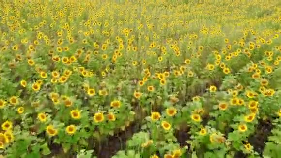 一片明亮的田野一排排成熟的黄色向日葵从无人机射出空中视频的预览图