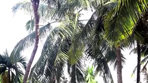 从高椰子棕榈树顶到地面的运动视频的预览图