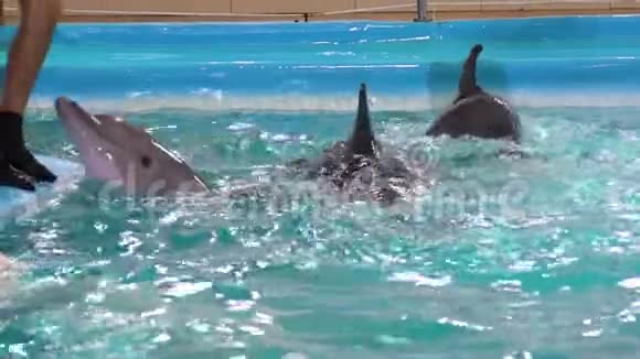 男教师在水上表演时用脚触摸海豚的部分景观视频的预览图