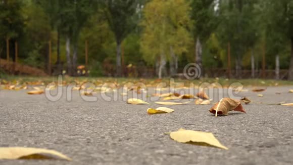 风从公园里的沥青中升起秋黄的叶子视频的预览图