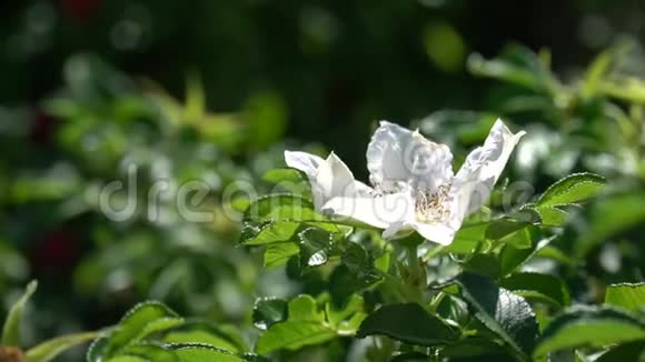 在公园或花园的背景下有白色野生玫瑰花蕾的绿色灌木高清镜头录像视频的预览图