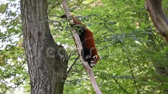 红熊猫拉丁名字叫艾尔鲁斯富根斯正在树上徒步旅行树叶上罕见的外来动物视频的预览图