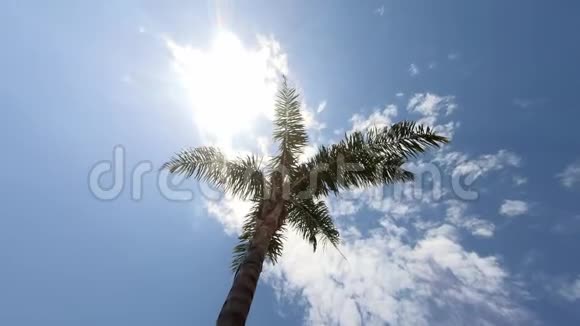 高高美丽的棕榈树被太阳照亮蓝天和云彩视频的预览图