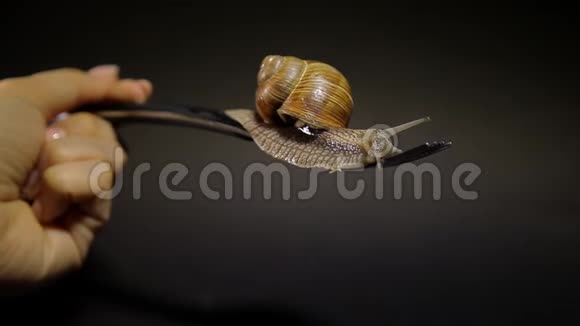 一只蜗牛在黑色背景上的叉子上爬行一只手拿着一个带蜗牛的桌叉视频的预览图