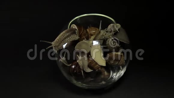 黑色背景玻璃花瓶里的很多蜗牛蜗牛爬在玻璃上留下一串粘液视频的预览图