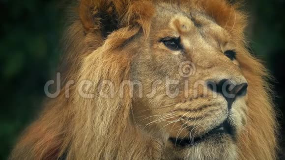 狮子脸肖像视频的预览图