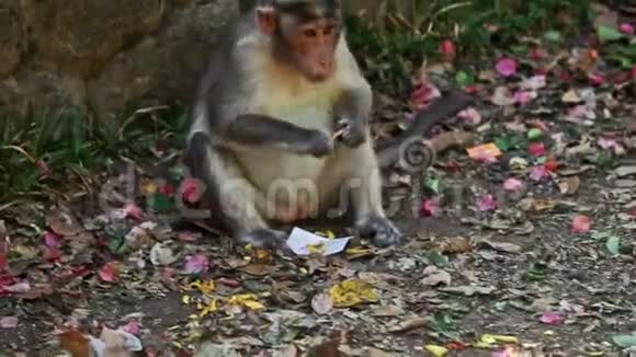 石栅栏合美猴在地面吃食视频的预览图