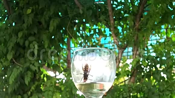 黄蜂从杯子里喝水然后掉下来然后飞走视频的预览图